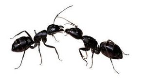 AC Plagues hormigas 1